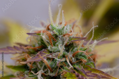 Planta de cannabis medicinal en flora