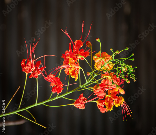 florecillas calidas sobre fondo oscuro photo