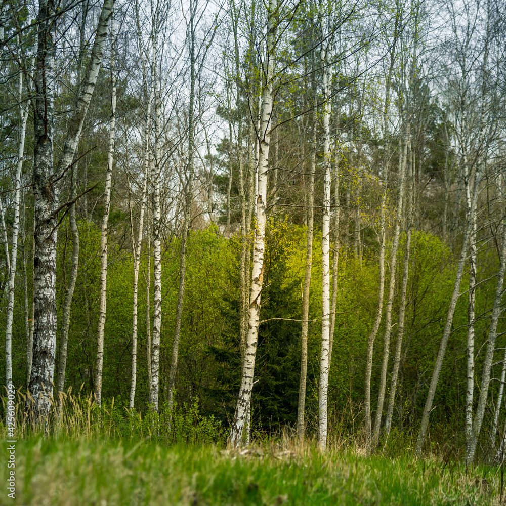 Fototapeta premium A beautiful forest landscape in the late spring. Woodlands during the sunrise in sprintime in Northern Europe.