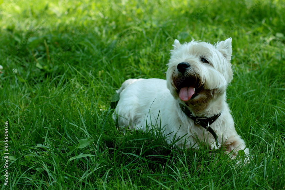jack russell terrier on the grass jack russell terrier on the grass