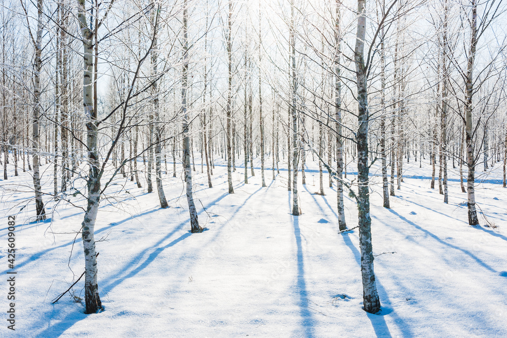 Frosty birch trees in sunlight