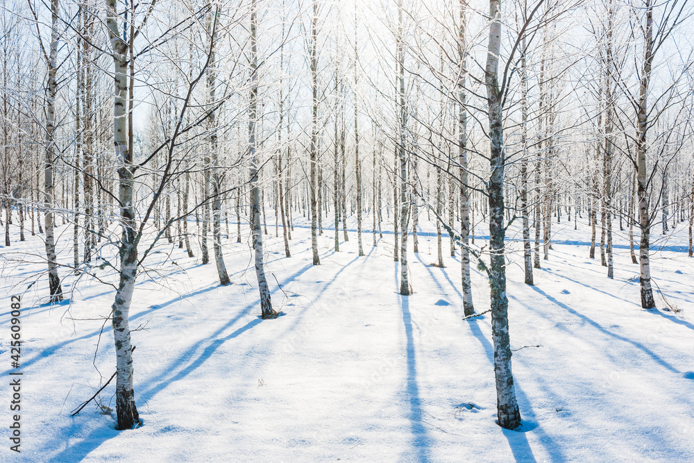 Frosty birch trees in sunlight Frosty birch trees in sunlight