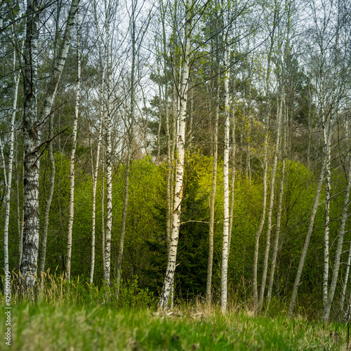 A beautiful forest landscape in the late spring. Woodlands during the sunrise in sprintime in Northern Europe.