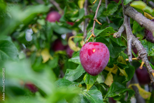 Ripe plums on a fruit tree in an organic garden. Plum is a fruit of the Prunus.