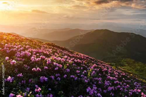 Pink rhododendron flowers in mountains