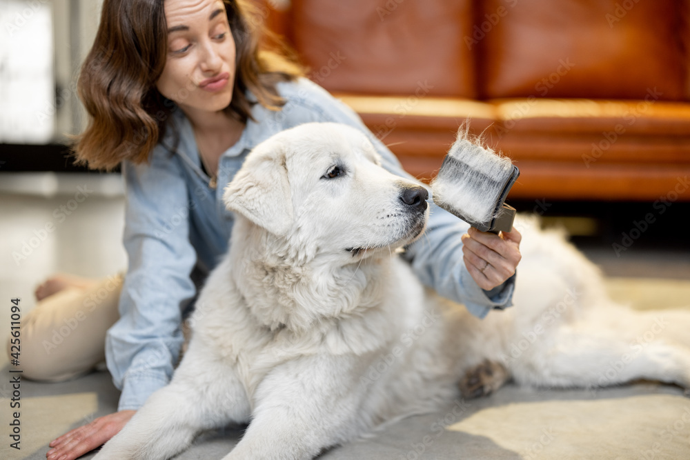 Woman combs the dog's hair with a brush Woman combs the dog's hair with a brush