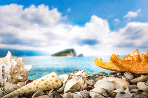 Shell beah and sea photo