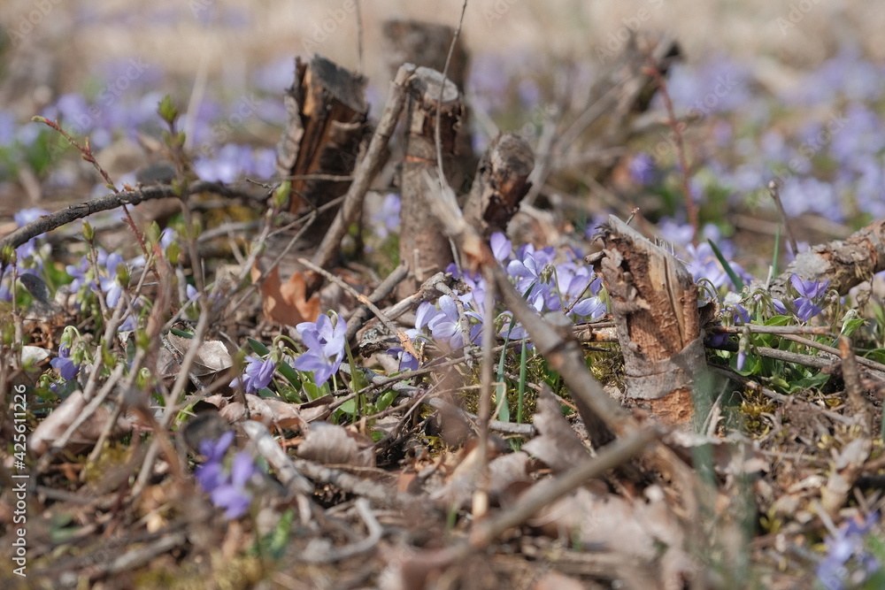 Birdsfoot violet near cut branches Birdsfoot violet near cut branches