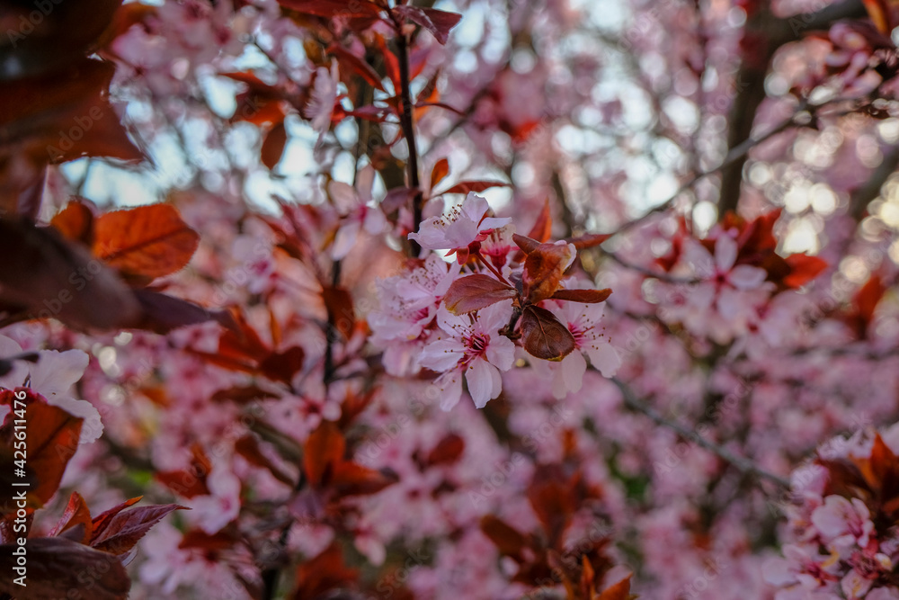 Beautiful pink spring blossom branch with red leaves on tree close-up across blurred floral background and blue sky. Natural spring background. Copy space.