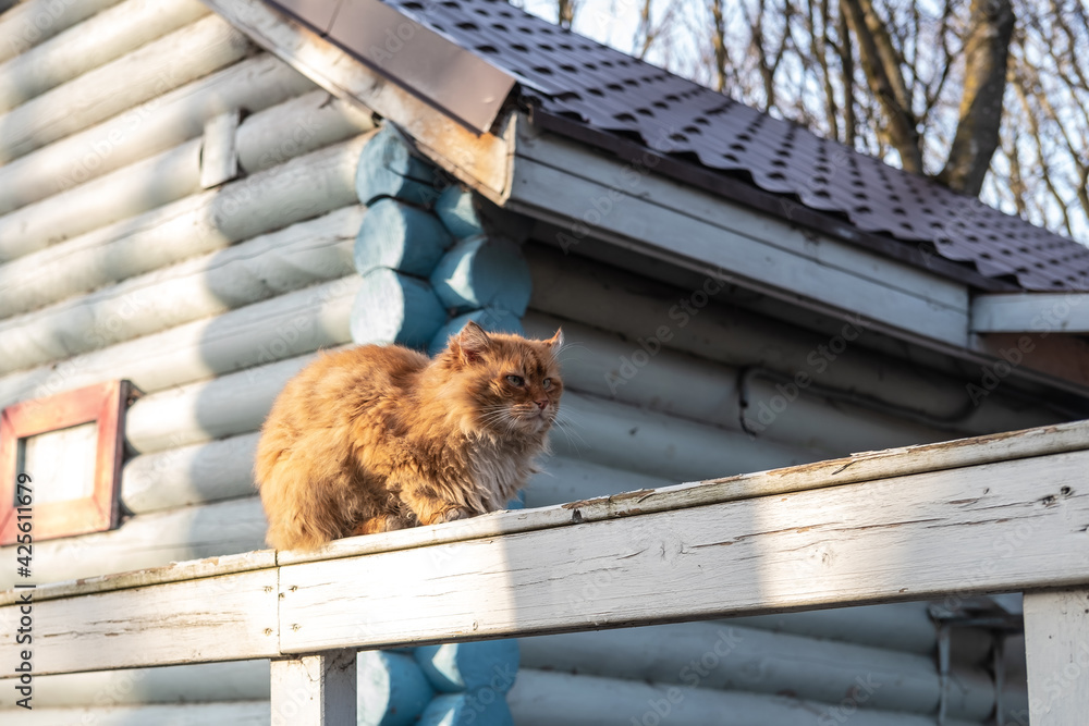 Portrait of a beautiful ginger street cat