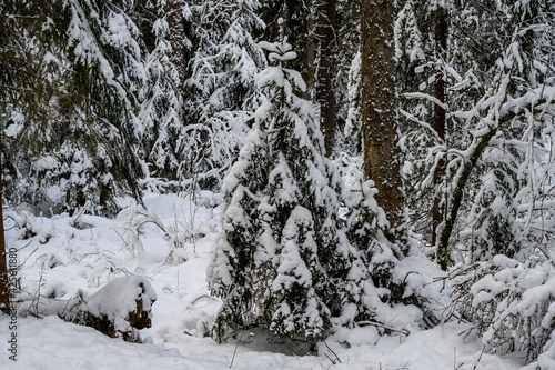 beautiful Christmas tree in the snow. beautiful winter forest. beautiful snowy tree branches
