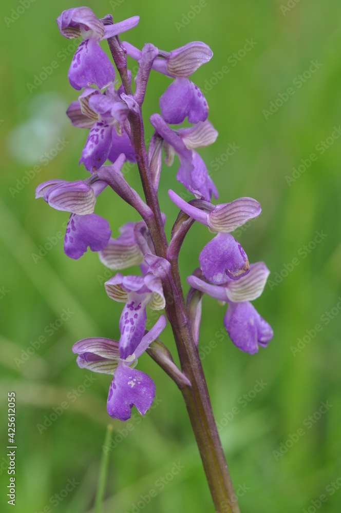 Fototapeta premium orchis bouffon