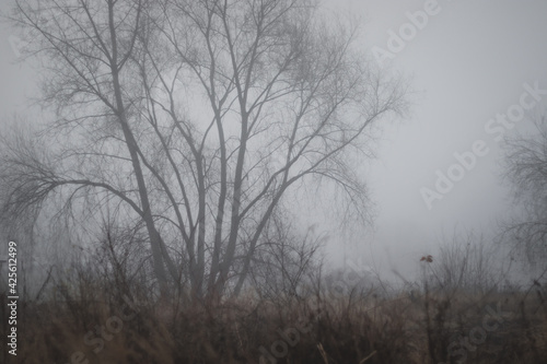 Silhouette of a tree in fog © Lucie