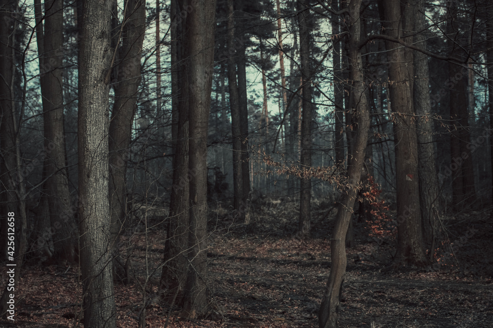 Fototapeta premium Autumn forest