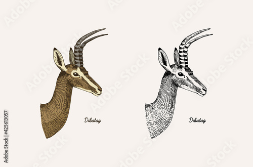 Horn and antlers Animals. Impala, gazelle and greater kudu, fallow deer reindeer, axis and dibatag. Hand drawn engraved sketch