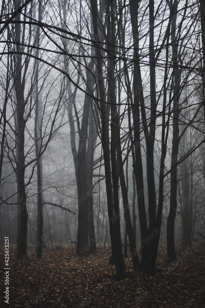Foggy forest in autumn Foggy forest in autumn
