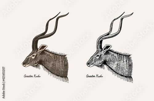 Horn and antlers Animals. Impala, gazelle and greater kudu, fallow deer reindeer, axis and dibatag. Hand drawn engraved sketch