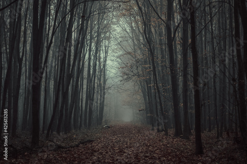 Moody forest in fog