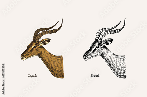Horn and antlers Animals. Impala, gazelle and greater kudu, fallow deer reindeer, axis and dibatag. Hand drawn engraved sketch