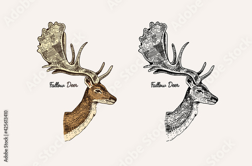 Horn and antlers Animals. Impala, gazelle and greater kudu, fallow deer reindeer, axis and dibatag. Hand drawn engraved sketch