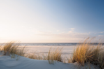 Keuken achterwand Duingras Goudkleurig duingras aan het strand  © Philip