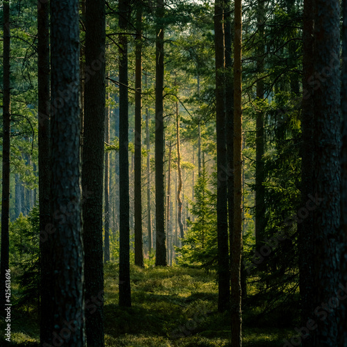 A beautiful pine tree forest scenery durning spring in Northern Europe. Tall pine trees growing in woodlands. Forest landscape in springtime.