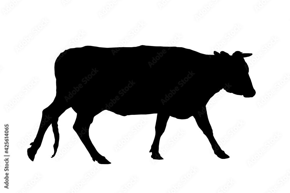 Silhouette of a cow. Stencil. Black cow on a white background. Silhouette of a cow. Stencil. Black cow on a white background.