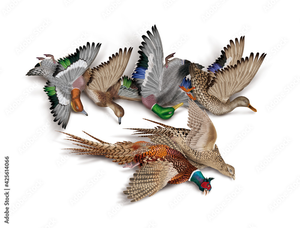 Culture de canards colverts : Guide complet pour débutants