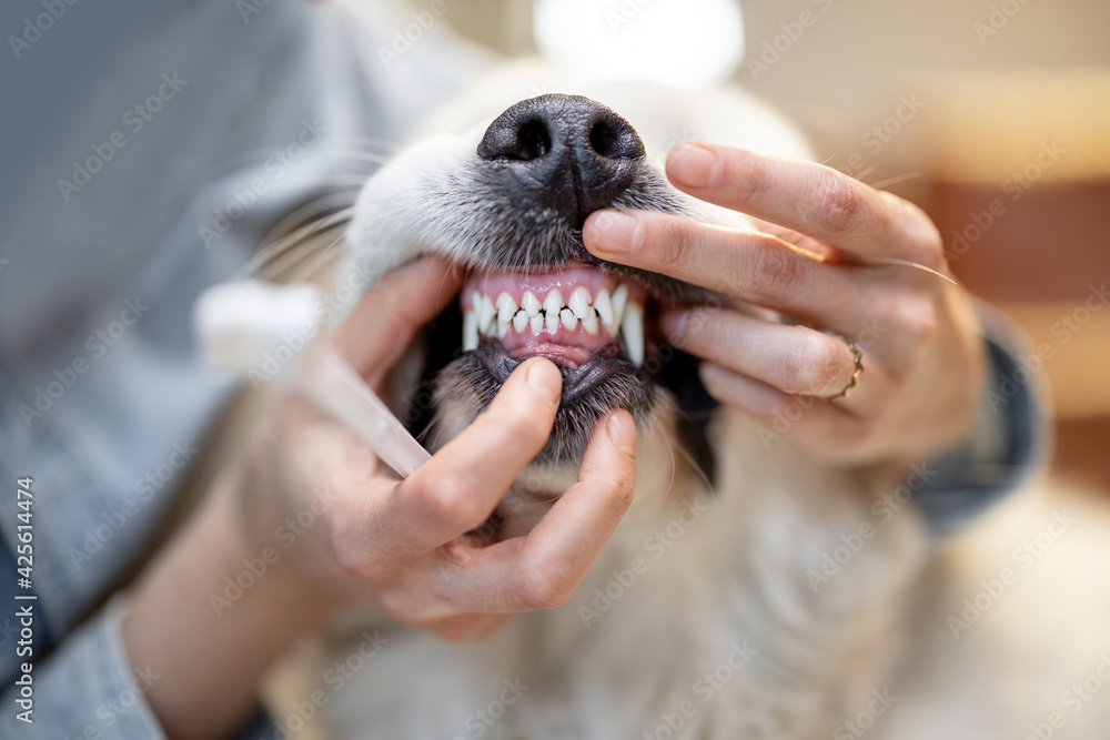Opening dog's mouse for teeth cleaning Opening dog's mouse for teeth cleaning