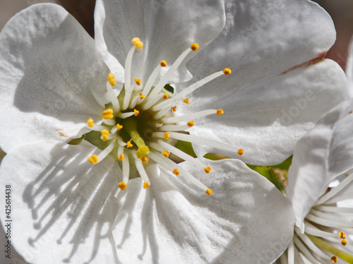 Dettagli di un fiore di cigliegio #425614438