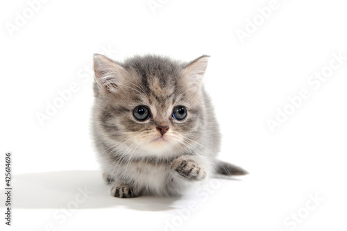 a purebred fluffy kitten lies on a white background