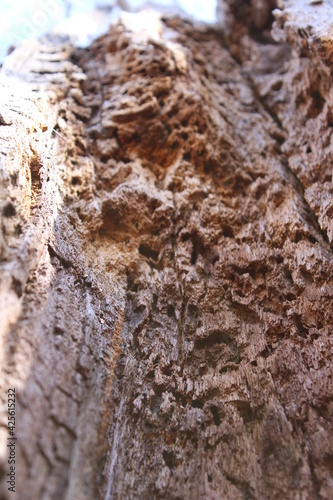 Inside a hollow tree