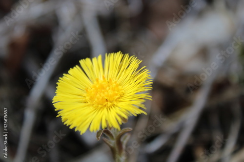 Yellow coltsfoot flower