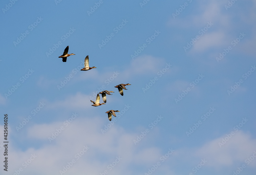 A flock of wild ducks flies high in the sky against the backdrop of white clouds