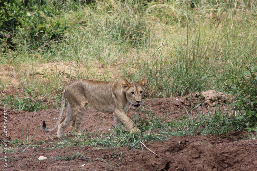 a young alert lioness in the African jungle a young alert lioness in the African jungle