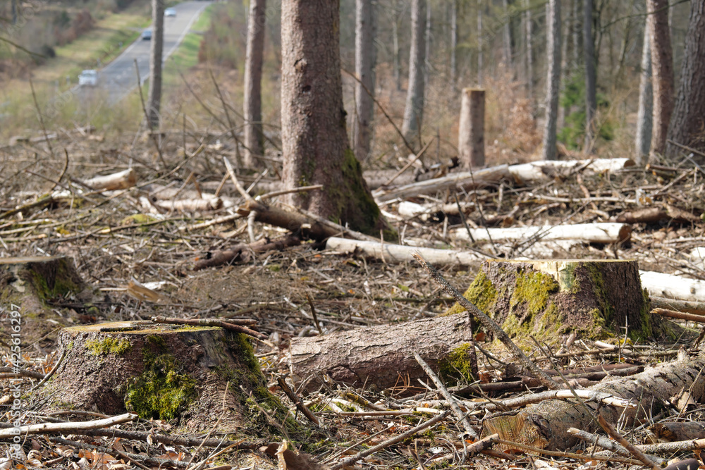 Baumstümpfe auf Waldboden in gerodetem Waldgebiet mit Landstraße im Hintergrund - Stockfoto