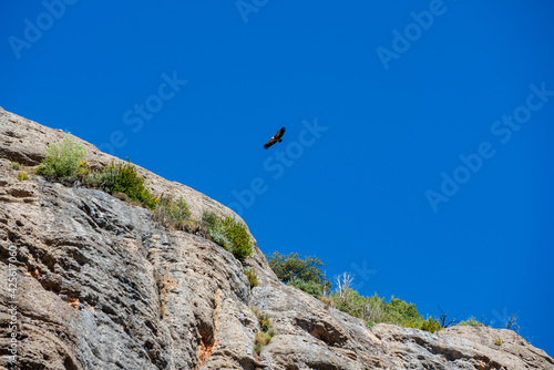 Gorge of Collegats in the Pyrenees. In the middle of spring. On a sunny day with no clouds in the sky and a completely blue sky. In the sky a vulture flying over the rocks in search of food. © Xavi Lapuente