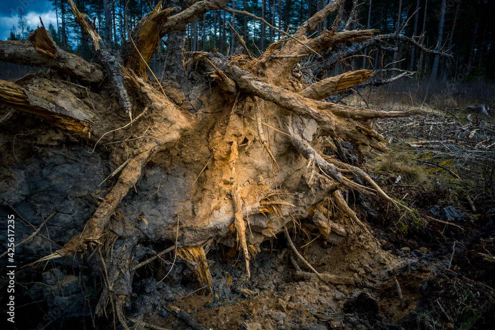 Beautiful closeup of plants growing in a sprintime forest. Spring scenery of woodlands in Northern Europe. Beautiful closeup of plants growing in a sprintime forest. Spring scenery of woodlands in Northern Europe.