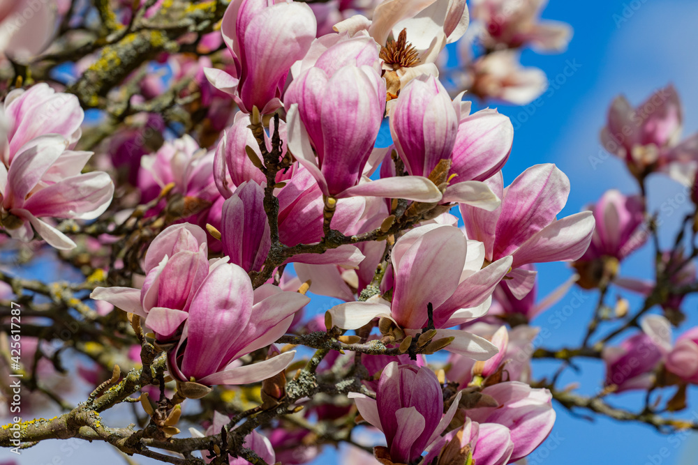 Magnolie Magnolie