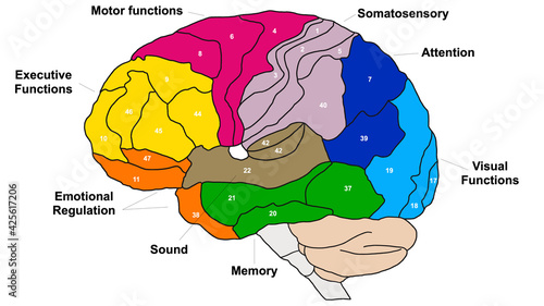 Brain Brodmann area region of the cerebral cortex wit numbers and descriptions on white background