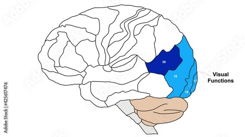 Brain Brodmann area region of the cerebral cortex wit numbers and descriptions on white background
