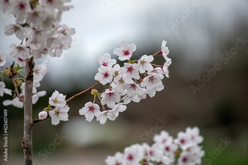 Closeup of blossom on a young flowering cherry tree, Prunus × yedoensis, in spring in the UK 