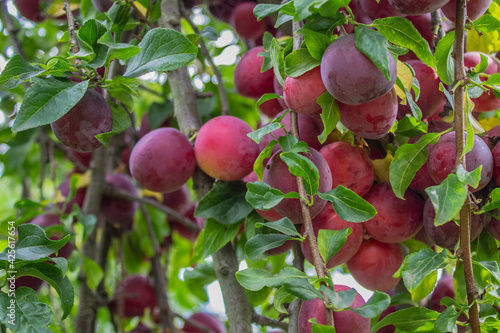 Wallpaper Mural Ripe plums on a fruit tree in an organic garden. Plum is a fruit of the Prunus. Torontodigital.ca