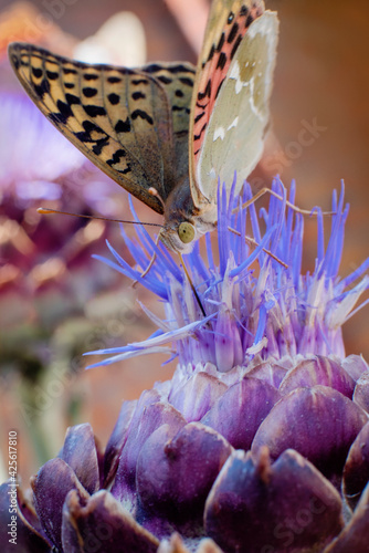 butterfly on a flower