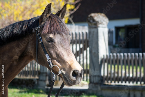 Reitpony / Reitpferd photo