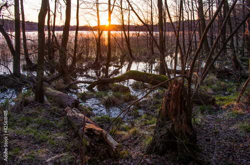 Jezioro Gościąż - mokradła. photo