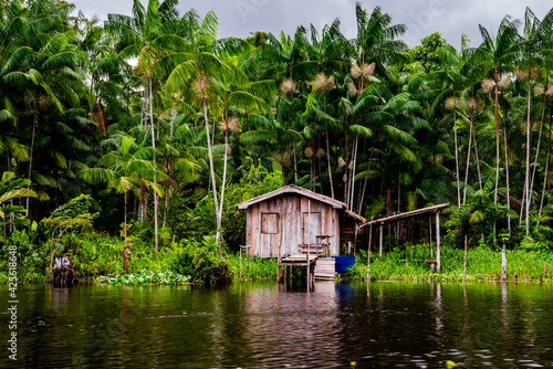 Casa de moradores da região Amazônica e ao fundo plantação de Açaí nativo. 