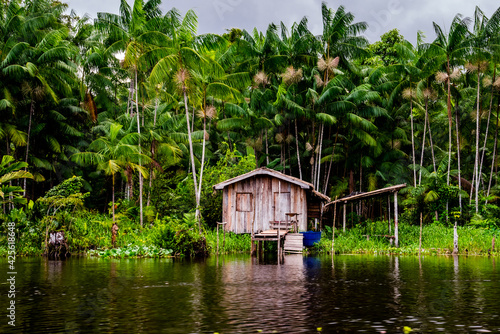 Casa de moradores da região Amazônica e ao fundo plantação de Açaí nativo.