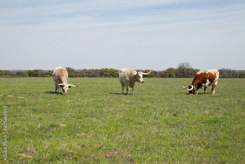 texas longhorn steers in the field. texas longhorn steers in the field.