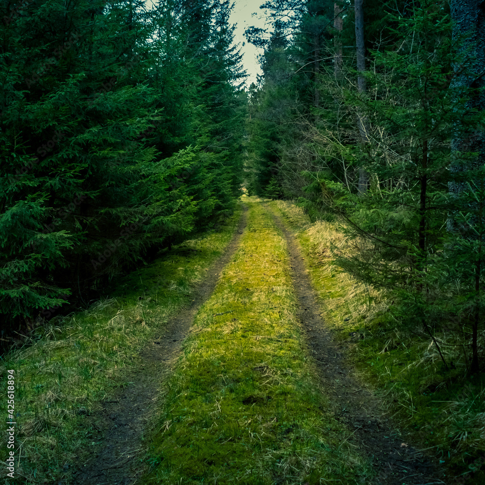 A beautiful forest road running through the springtime woodlands. Beautiful spring scenery in Northern Europe. A beautiful forest road running through the springtime woodlands. Beautiful spring scenery in Northern Europe.